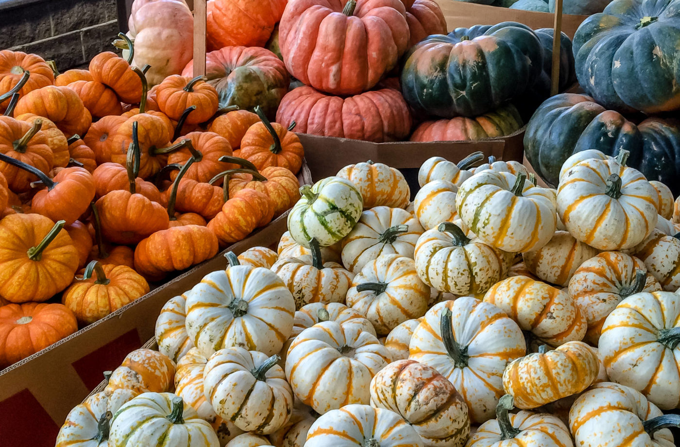 Pumpkin Stall, organic farming in New England