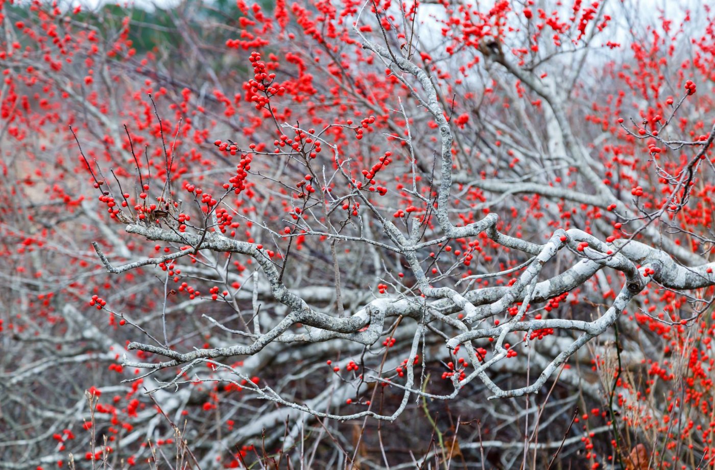 Bright red winterberries