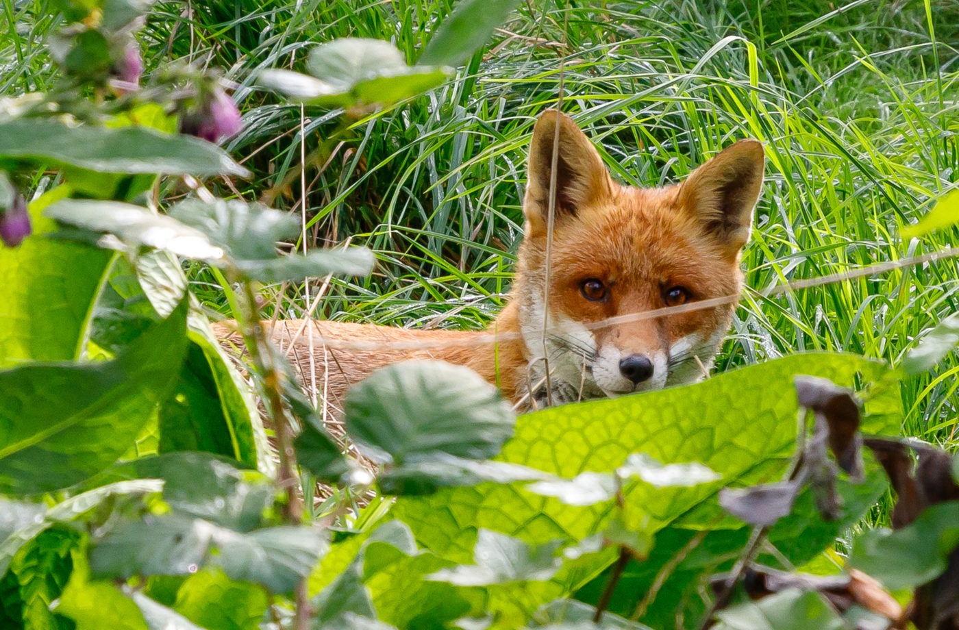 Red Fox visits the orchard