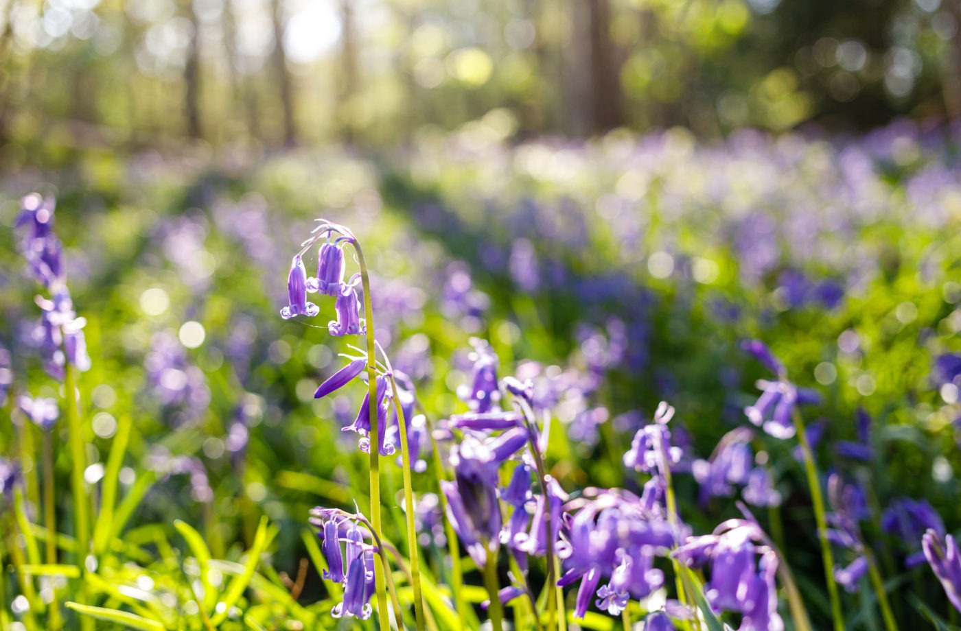 Bluebell time