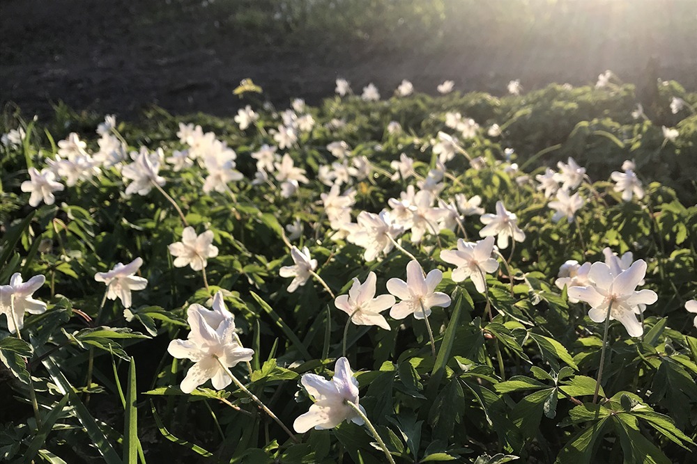 wild wood anemones during lockdown