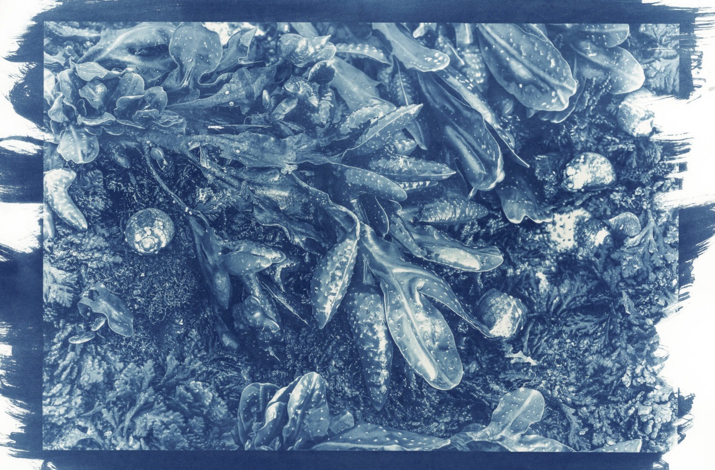 hand-printed cyanotype