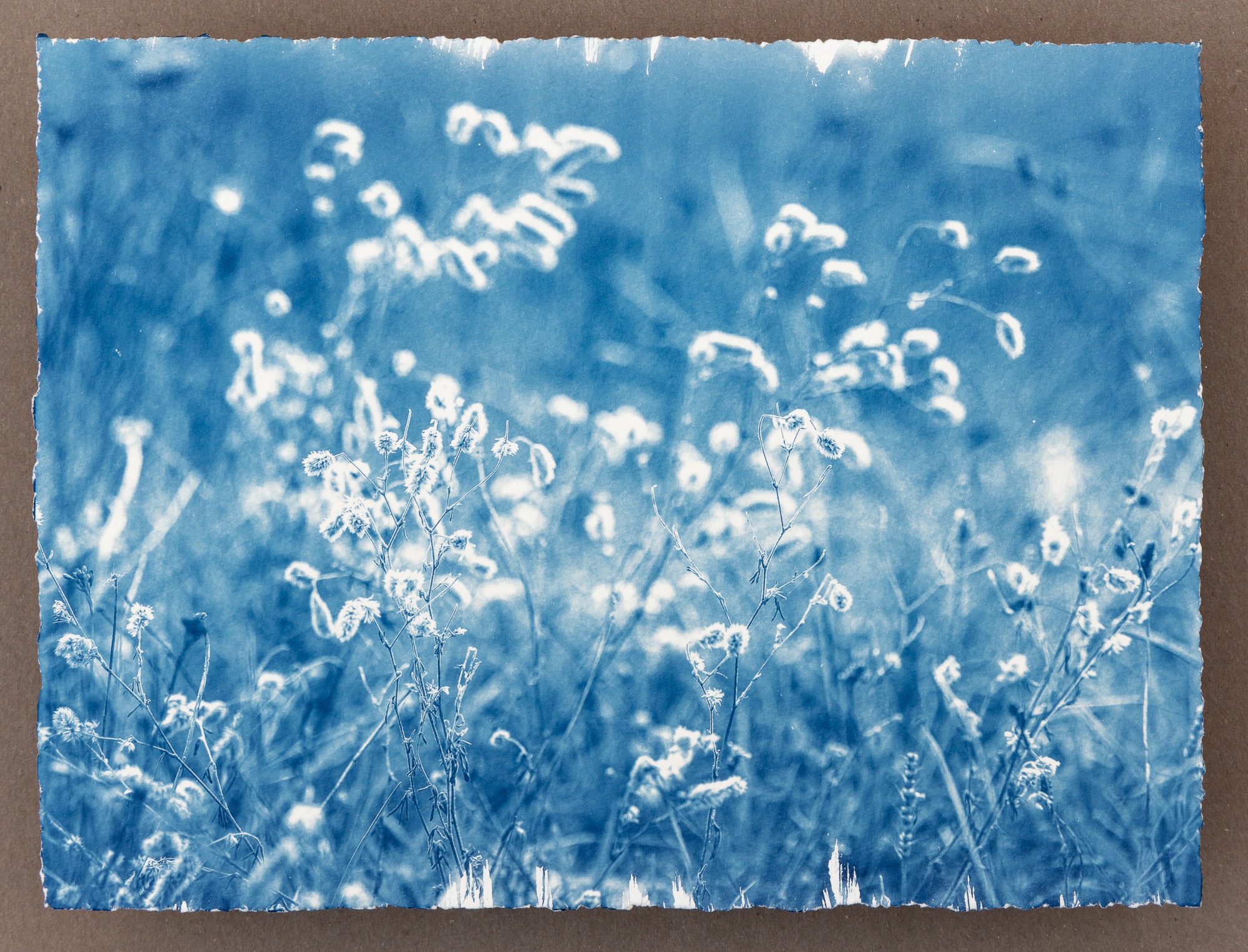 Cape Cod saltwater - Carlotta Luke